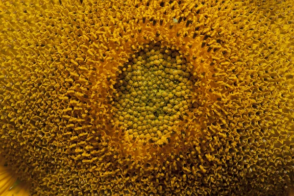 Sunflower detail — Stock Photo, Image