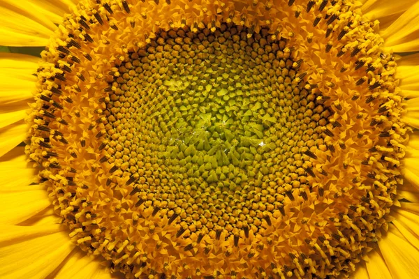 Sonnenblumendetail — Stockfoto