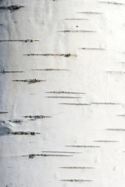 Διαρθρωτικά φόντο του φλοιού του Λευκό σημύδα — Φωτογραφία Αρχείου