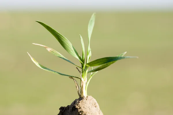 stock image Young seedling of wheat planted in fertile soil