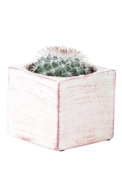 Cactus in pot of white background — Stock Photo, Image