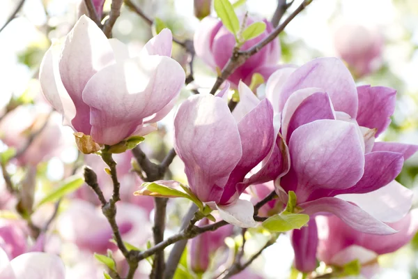 stock image Pink magnolia flowers on a branch