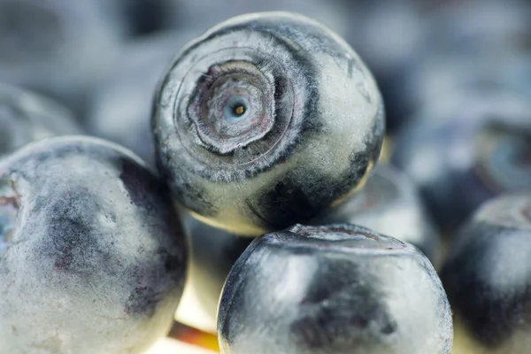 Blueberry close up isolated — Stock Photo, Image
