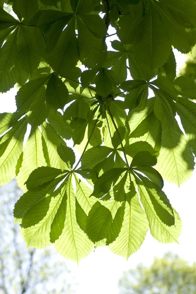 Kastanienblätter im Sonnenlicht — Stockfoto