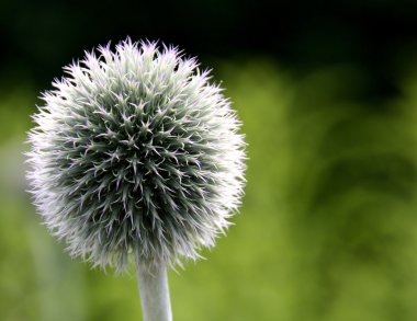 echinops küre thistle yıldız frost çiçek