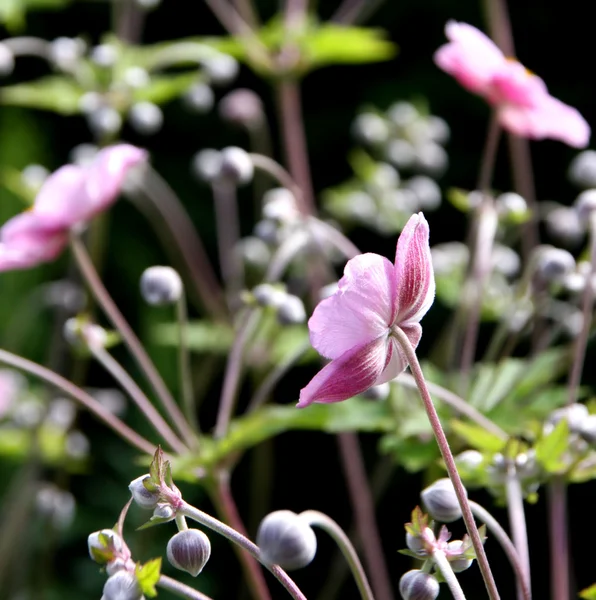 Flores de pradera floreciendo — Foto de Stock