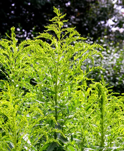 stock image Vegetation in a meadow