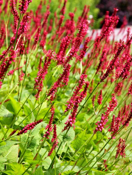 stock image Vegetation in a meadow