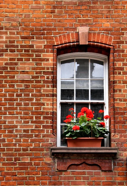 Cutii de ferestre — Fotografie, imagine de stoc