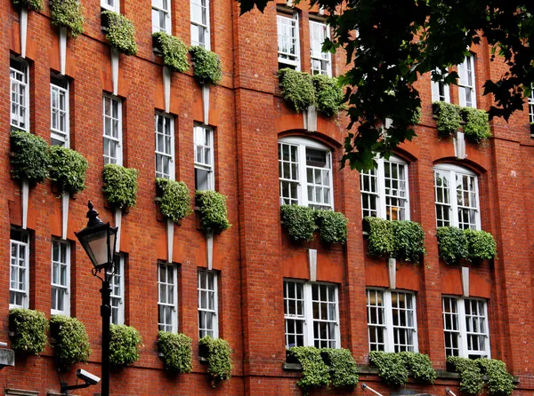 Window boxes on a townhouse — Stock Photo, Image
