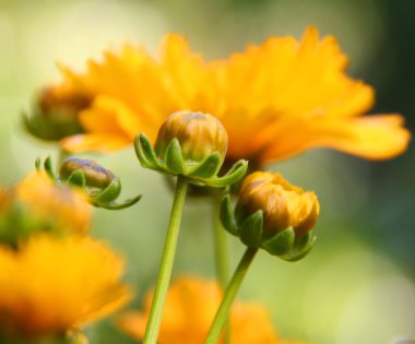 Calendula bitki tomurcuklar