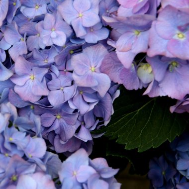mavi pembe renkli ortanca çiçekleri