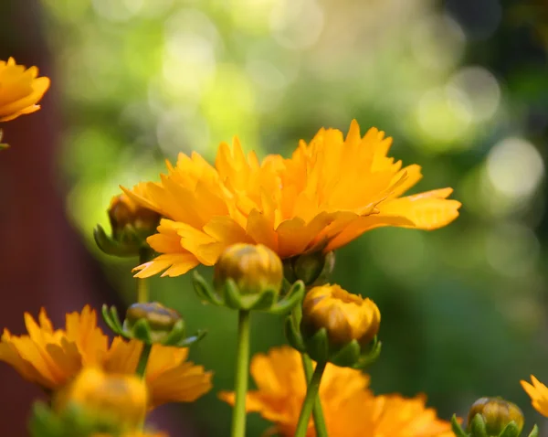 Calendula bitki tomurcuklar