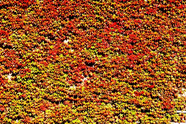 Wall covered in Red and green Ivy — Stock Photo, Image
