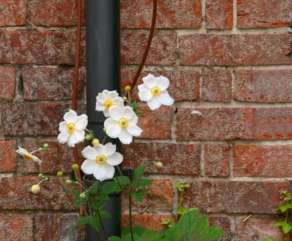 Beautiful flowers growing up a drainage pipe — Stock Photo, Image