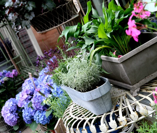 Rostliny a květiny, které jsou uspořádány na terase — Stock fotografie
