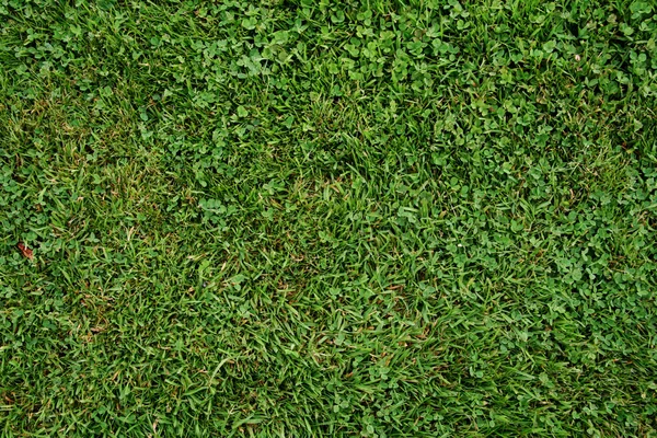 緑豊かな緑の芝生 — ストック写真