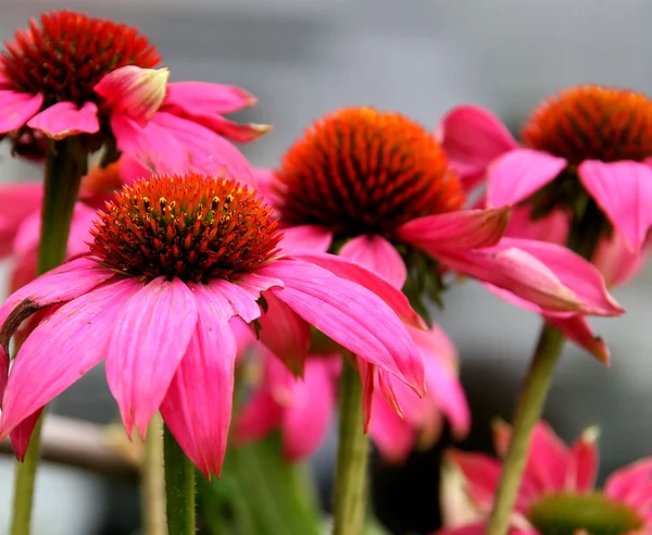 Pink Echinacea - Cone Flowers