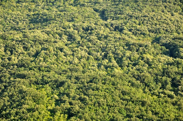 stock image Aerial view of a green forest