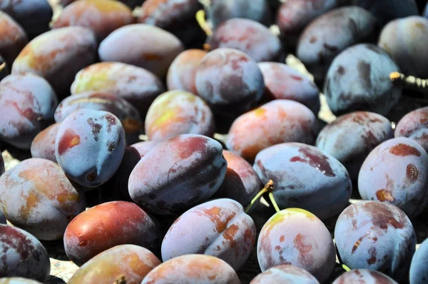 stock image Picked plums