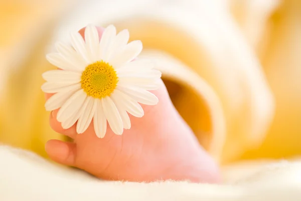 Lovely Baby voet met kleine witte margriet — Stockfoto