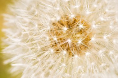 Detailed of dandelion seeds clipart