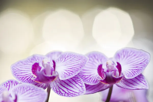 Duas flores de orquídea florescentes — Fotografia de Stock