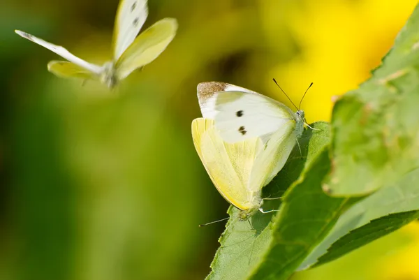 Paarung der weißen Schmetterlinge — Stockfoto