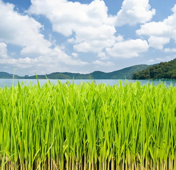 Grassland in front of lake and mountains — Stock Photo, Image