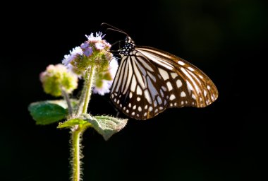 Milkweed butterfly and purple flower