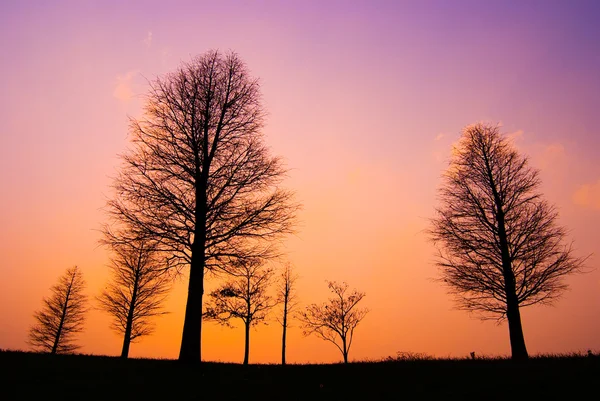Drzewa w spokojnej zimowego wieczoru — Zdjęcie stockowe