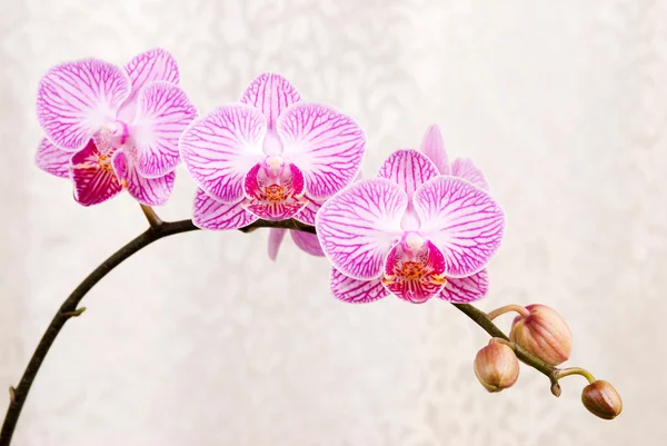 Orchidée rose, fleur de phalaenopsis en fleurs (phalaenopsis spp.) w — Photo