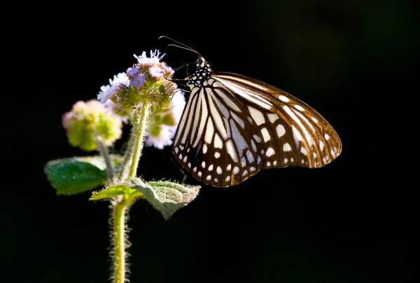 stock image Milkweed butterfly and purple flower