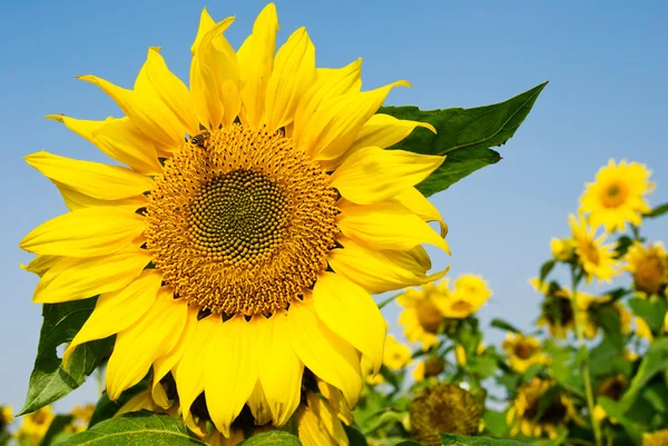 Великий соняшник з літаючою бджолою — стокове фото