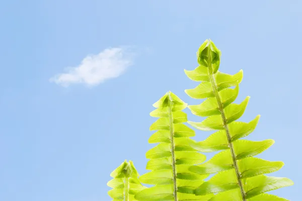 Folhas de samambaia frescas em uma linha abaixo do céu azul — Fotografia de Stock