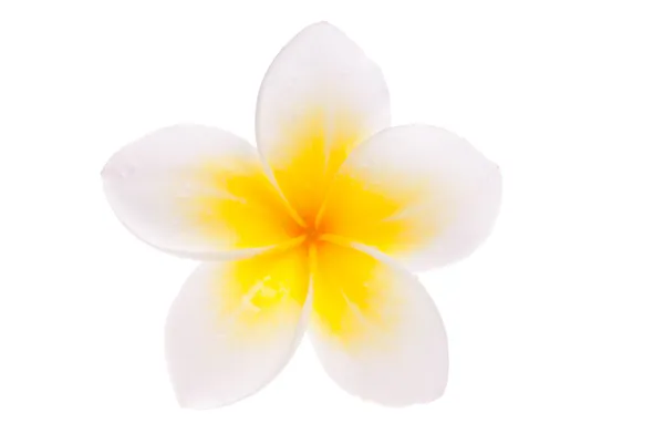 Isolierte einzelne gelbe Leelawadee-Blume — Stockfoto