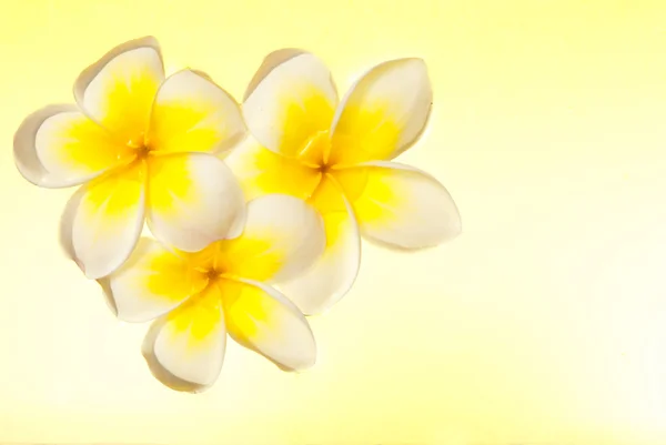 リーラワディー花は水に浮かぶ — ストック写真