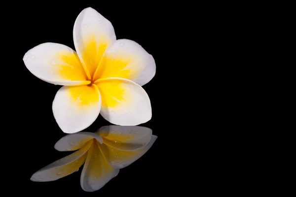 Leelawadee květina a jeho reflecio — Stock fotografie