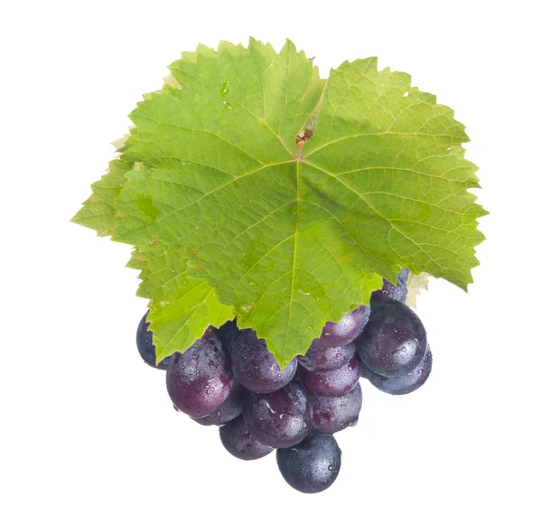 Свежий виноград и зеленый лист — стоковое фото