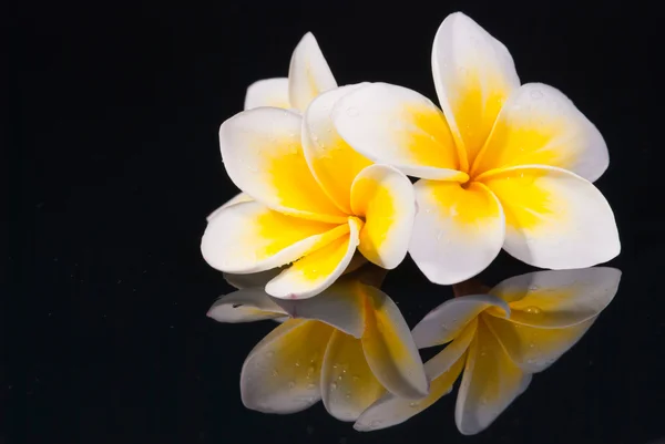 Leelawadee çiçek ve onun reflecio — Stok fotoğraf