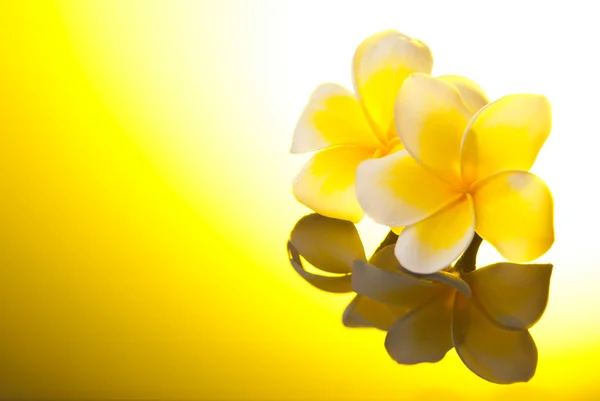 Zwei gelbe Leelawadee-Blüten unter Sonnenschein — Stockfoto