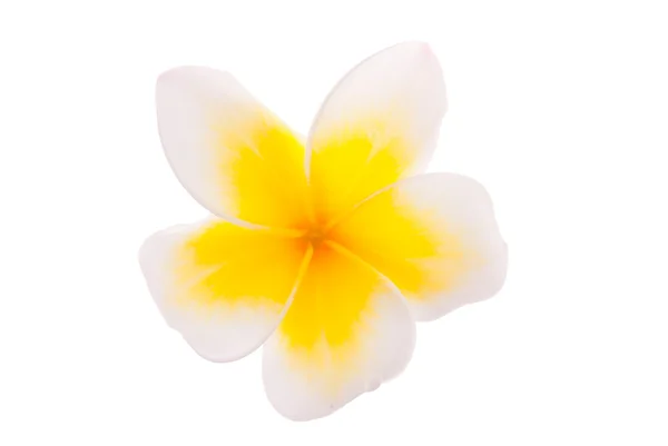 Isolé jaune simple fleur de Leelawadee — Photo