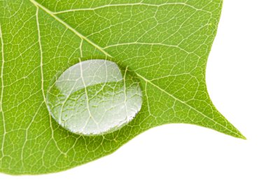 Green leaf with transparent water drop clipart