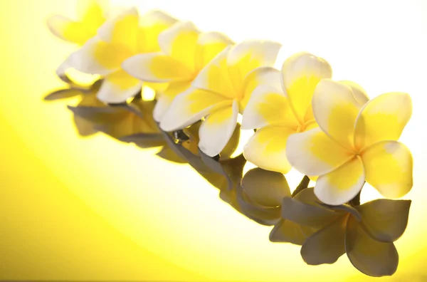 Serie gelbe Leelawadee-Blumen — Stockfoto