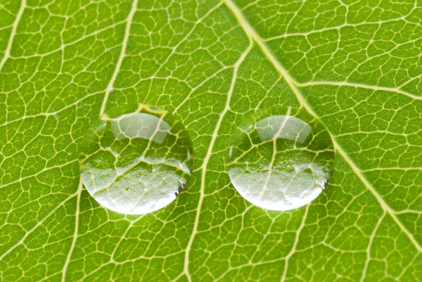 Two transparent drops on green leaf — Stock Photo, Image