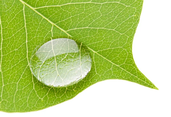 Green leaf with transparent water drop — Stock Photo, Image