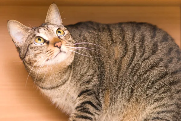 Табби-кот прячется в деревянной коробке — стоковое фото