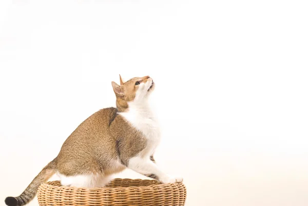 Kat voor te bereiden voor het springen — Stockfoto