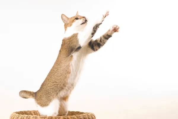 Cat jumps — Stock Photo, Image