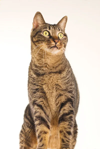 Tabby gato se sienta y mira hacia adelante —  Fotos de Stock